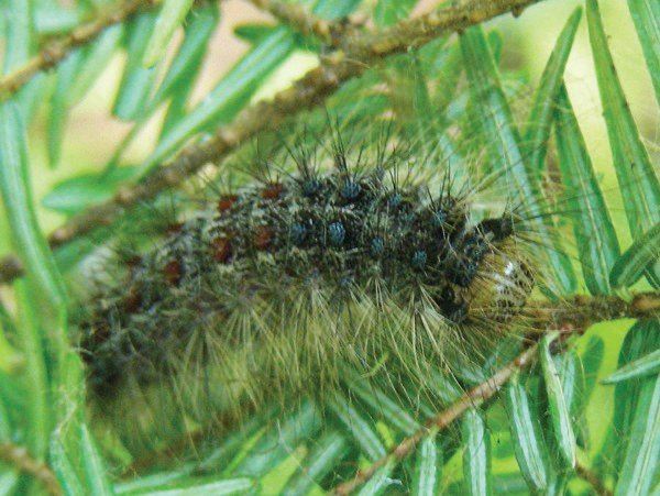 Maturing spongy moth caterpillar. Photo courtesy of Brian Schildt, PDA